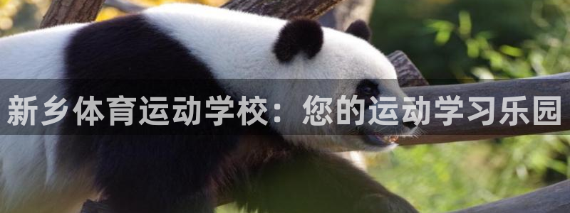 oety欧亿：新乡体育运动学校：您的运动学习乐园